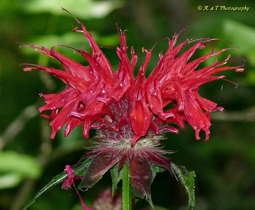 {Monarda didyma}